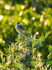 chipping sparrow