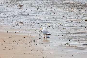seagull on the beach in Llandudno