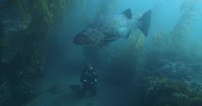 Giant black sea bass swims by scuba diver.
