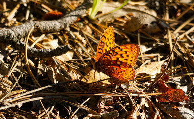 butterfly on the ground