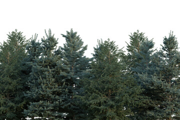Abies-concolor in transparent background