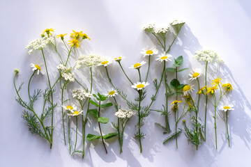 Wild flowers on white background