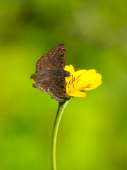 butterfly on a yellow flower