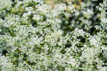 White flowers as a natural background
