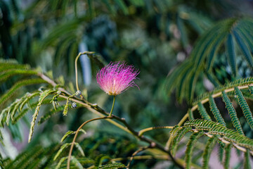 Close up of pink mimosa tree