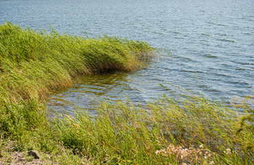 Fototapeta na wymiar Green plants in the lake