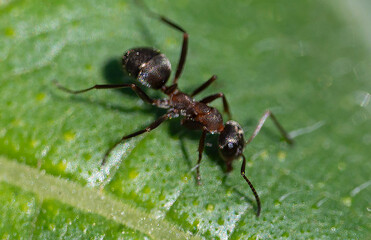 Naklejka premium fourmis