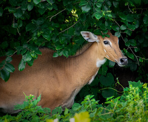A animal sat in a lush green habitat