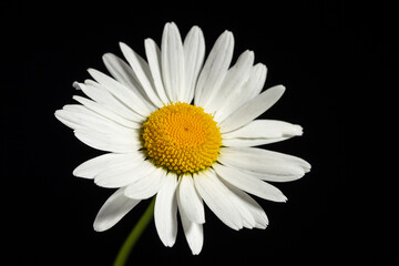 White chamomile flower close-up on a black background