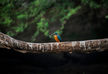 A kingfisher with a kill