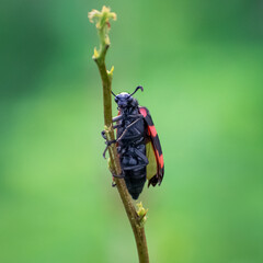 bug on a green leaf