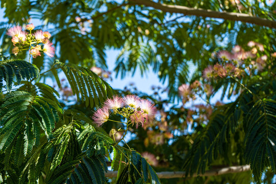 Blooming pink mimosa tree