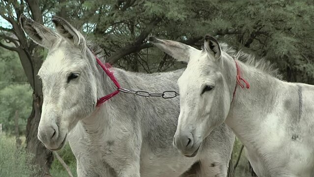 Two Donkeys Tied with a Chain Around their Necks Standing Together in a Field. Close Up.