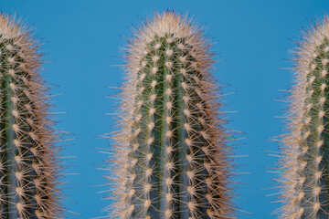 Obraz premium Set of green Cactus on blue background. Cactus with large thorns closeup.