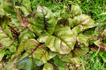 Close up of the leaves of a organically grown beetroot plants
