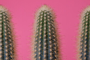 Set of green Cactus on pink background. Cactus with large thorns closeup.
