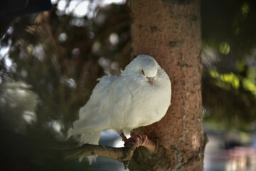 birds