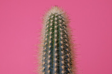 Green Cactus on pink background. Cactus with large thorns closeup.
