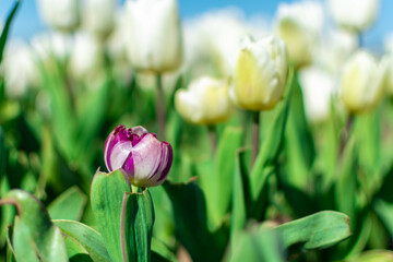 tulips