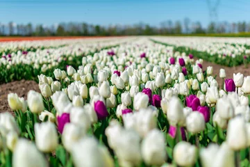 Foto op Aluminium field of tulips © Grzegorz
