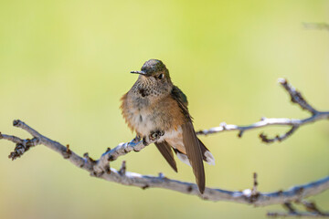Juvenile Broad-tailed Hummingbird (Selasphorus platycercus) Perched