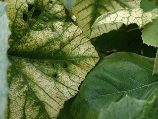 Chlorosis of grape leaves. Spots on grape leaves. Common diseases of grapes and other plants. Dangerous diseases of grapes