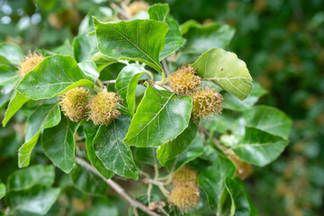 close up of nuts on a European Beech tree (Fagus), Wiltshire UK