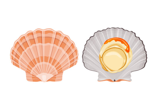 shell scallop isolated on white background. Vector illustration