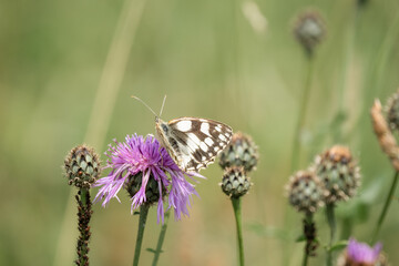 close-up of a Marbled White butterfly (Melanargia galathea)