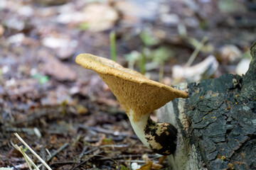 close up of Cerioporus, Polyporus squamosus is a basidiomycete bracket fungus, with common names including dryad's saddle and pheasant's back