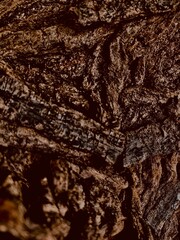 texture of the bark