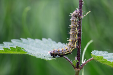 Admiral Raupe - Vanessa atalanta