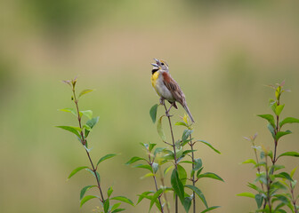 songbird on twig in field 
