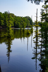 Vertical View of Bayou DeSiard with Cyprus Trees