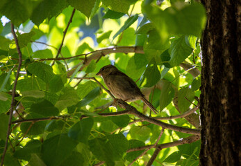 sparrow sitting on a tree in the park