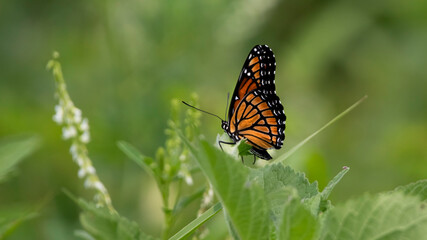monarch butterfly