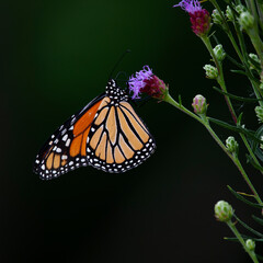 monarch butterfly