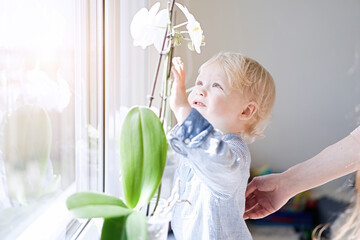 Cute little caucasian toddler boy considers flower near window sill at home. Flower and nature care concept. Children and family happy childhood 