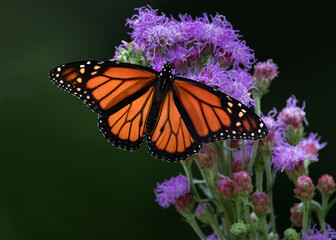 Obraz premium monarch butterfly