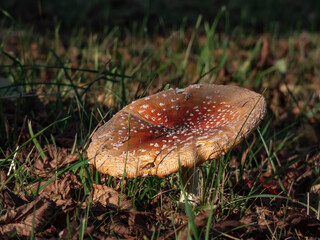 Big, red poisonous mushroom Fly Agaric (Amanita Muscaria) with white warts in a green grass among brown, fallen leaves