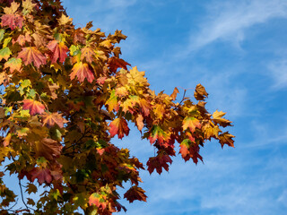 View of branches of big maple tree full with leaves changing colours from green to yellow, orange and red in autumn in sunlight