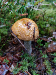 Beautiful edible mushroom with orange cap and white stalk with dark scales - the aspen bolete (Boletus Aspen) growing in the autumn forest