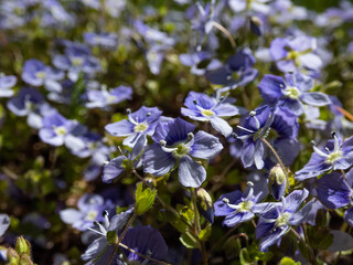 Fototapeta premium Slender, creeping threadstalk speedwell or Whetzel weed (Veronica filiformis) flowering with four lobed blueish with white tip flowers