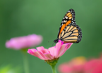 monarch butterfly
