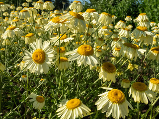 Dyer's chamomile (Anthemis tinctoria) 'E.C. Buxton' is a fantastic marguerite with pretty,...