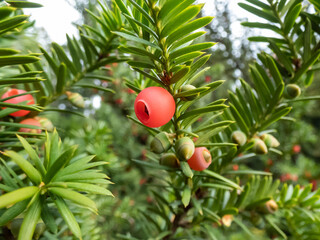 Close-up of seed cones with seed surrounded by fleshy scale which develops into berry-like structure called an aril of evergreen tree common, English or European yew (Taxus baccata)