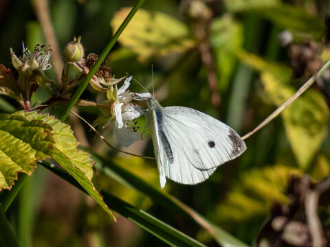 The Small white or the cabbage white or cabbage butterfly (pieris rapae) on plant. The upperside is creamy white with black tips on the forewings