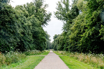 A tree line walking path