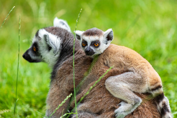 Ring-tailed lemur and little baby on her back