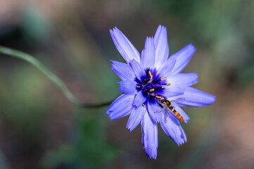 Orange hoverfly on a blue flower in the field